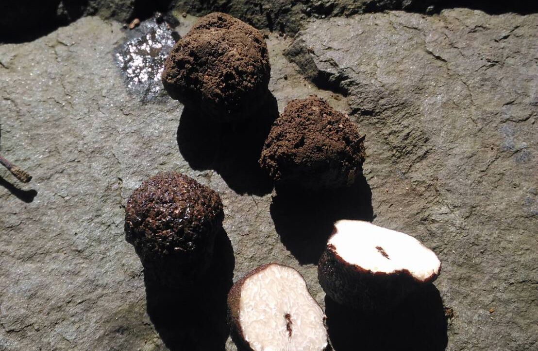 ▲台東太麻里地區印度栲根圈土壤被發現有一種台灣特有的新種黑松露，暫以發現的地區命名為「台東黑松露」。（圖／農試所提供）