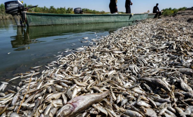 ▲伊拉克東南部驚見成千上萬條死魚被沖上岸，當地官員認為可能與乾旱有關。（圖／翻攝自法新社）