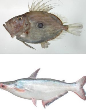 ▲多利魚(上)的外觀為較接近橢圓型，而且魚體上有明顯藍黑色圓斑；巴沙魚外形較修長，切片後外形為長扁狀。（圖／取自食藥署）