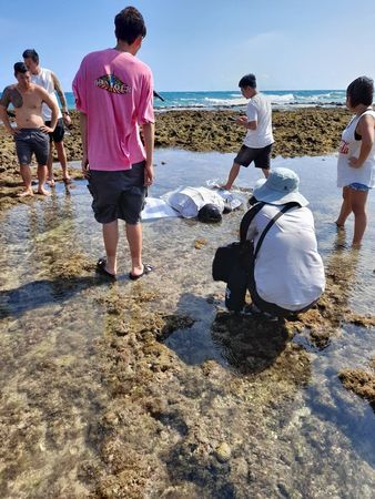 ▲有居民在恆春萬里桐潮間帶發現一級保育類「革龜」，但其生命跡象不穩定，目前正在海生館救治中。（圖／墾管處）