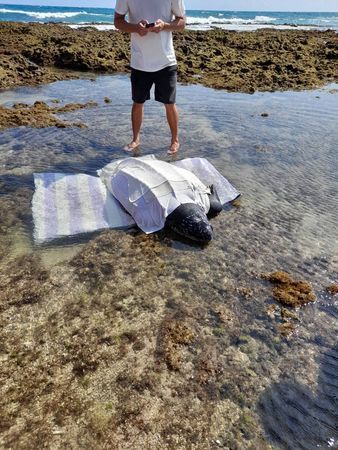 ▲有居民在恆春萬里桐潮間帶發現一級保育類「革龜」，但其生命跡象不穩定，目前正在海生館救治中。（圖／墾管處）