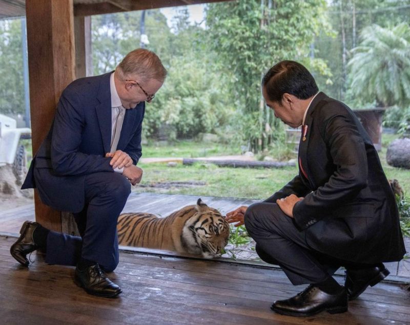 ▲印尼總統佐科威4日和澳洲總理艾班尼斯一起前往當地的動物園，並討論綠色經濟。（圖／澳洲總理官方推特）