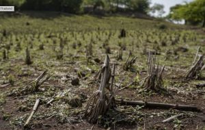 天氣好熱！聖嬰現象衝擊泰國　農業損失恐達450億
