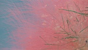 ▲盛開的粉紅色花瓣裡，還有不斷迸發的新芽與嫩枝。（圖／SAINT LAURENT提供）