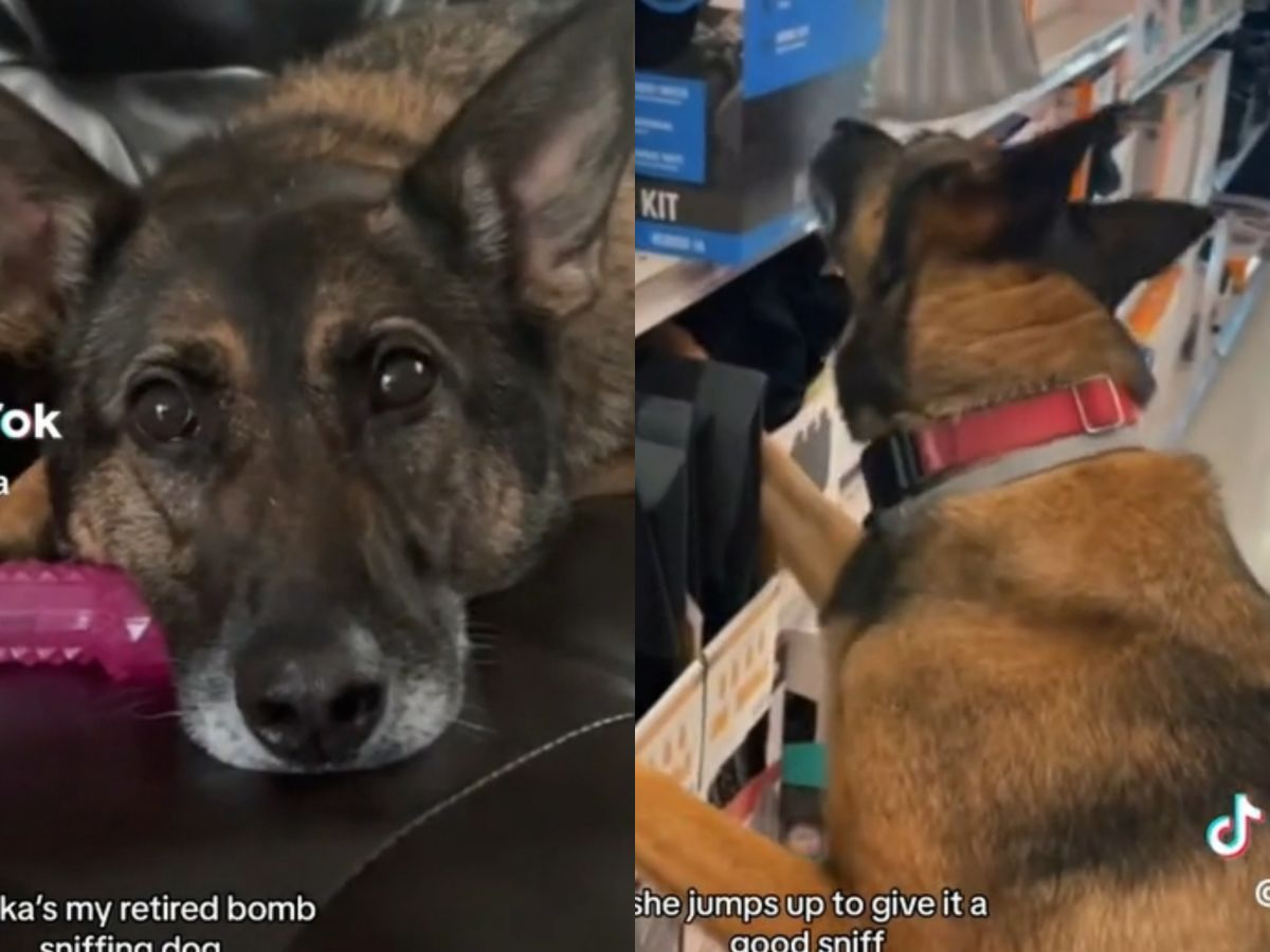 ▲退休偵爆犬Dorka誤以為遭開除而鬱鬱寡歡，新爸爸和牠玩「找爆裂物遊戲」，終於讓牠重拾笑顏。（圖／翻攝TikTok@dorkama）