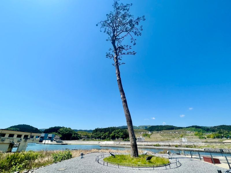 ▲挺過海嘯衝擊,屹立未倒的「奇蹟一棵松」,象徵復興與無限希望。(圖/記者蕭涵云攝)