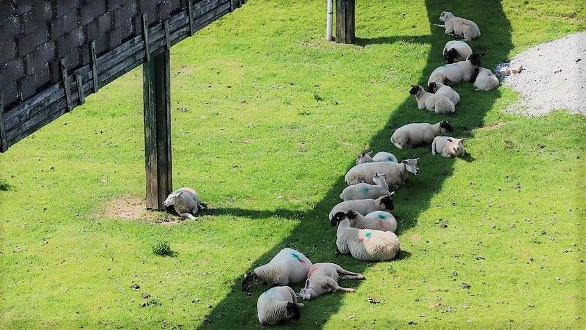 ▲高溫熱到受不了，連羊群都懂求生，休息畫面彷彿夏天在路邊陰影處等紅燈的機車騎士。（圖／取自Break On Through粉專）