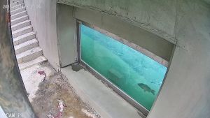 ▲從魚道觀察窗可看到魚兒悠遊。（圖 ／新北市政府水利局提供）