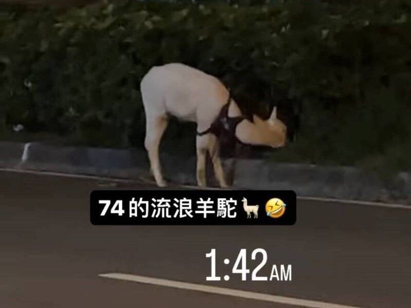 ▲昨（14）日清晨1時許，有民眾在網路上PO文指出，台中市區有一隻白色「草泥馬」在路邊吃草。（圖／翻攝畫面）