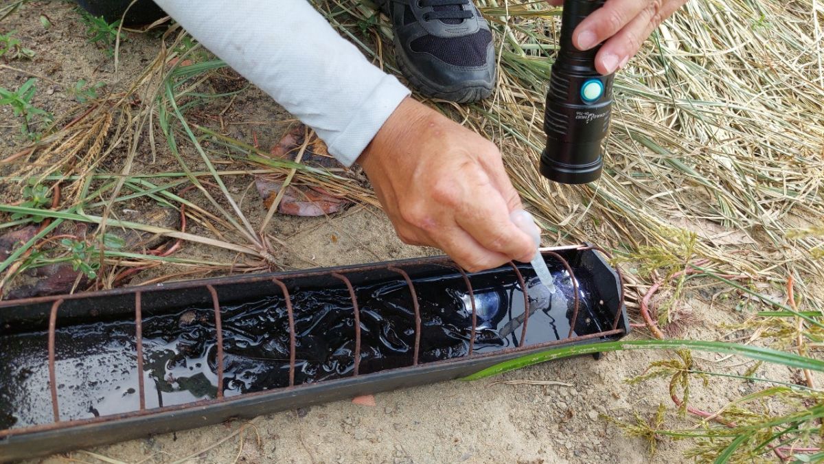 ▲飼料盒孳生病媒蚊孑孓。（圖／高雄市衛生局提供）