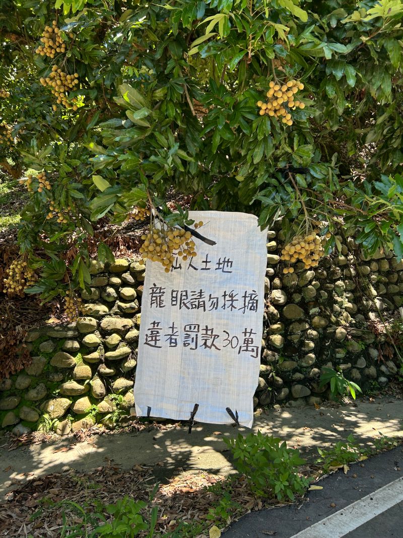 ▲霧峰桐林山區將進入龍眼成熟採收季節，農友特地產業道路旁懸掛警告標語(圖／李天生提供2023.7.16)