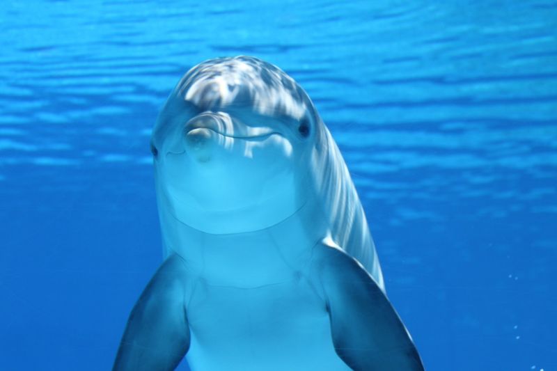 ▲雖然海豚看起來溫馴又可愛，但牠們仍是野生動物，也有相當驚人的力量。圖非新聞事件海豚。（圖／取自Pexels）