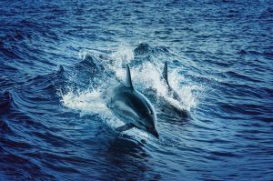 ▲海豚全力游動的衝力驚人，若人類不慎被撞到，身體受到會嚴重傷害。（圖／Pexels）