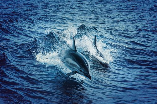 日本兵庫外海罕見目擊約30頭海豚　原因不明
