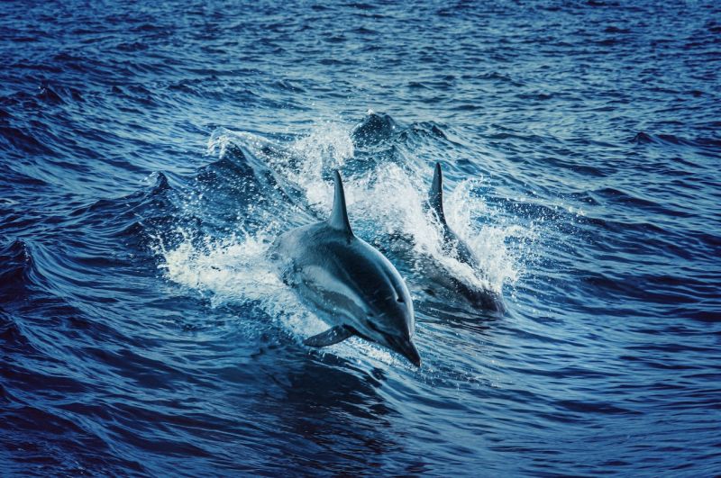 ▲本流經兵庫縣西宮市及尼崎市的武庫川出海口外海及神戶市外海，今天上午被目擊到約30頭海豚現蹤。雖然確切原因不明，但有專家推測，這些棲息在太平洋的海豚可能因覓食誤入。示意圖。（圖／Pexels）