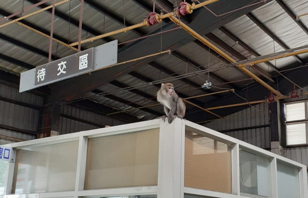 ▲18日上午，一隻獨臂台灣獼猴突然出現在桃園龍潭區的汽車修護廠，市府農業局獲報後捕捉，對其施以1cc鎮靜劑保定，不料再度查看獼猴恢復狀況時，發現仍是昏迷狀態，急救後最終不治。（圖／翻攝自「龍潭人」臉書社團）