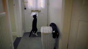 ▲連收信都難不倒澤比。(圖/Cats Protection) ▲連收信都難不倒澤比。(圖/Cats Protection)