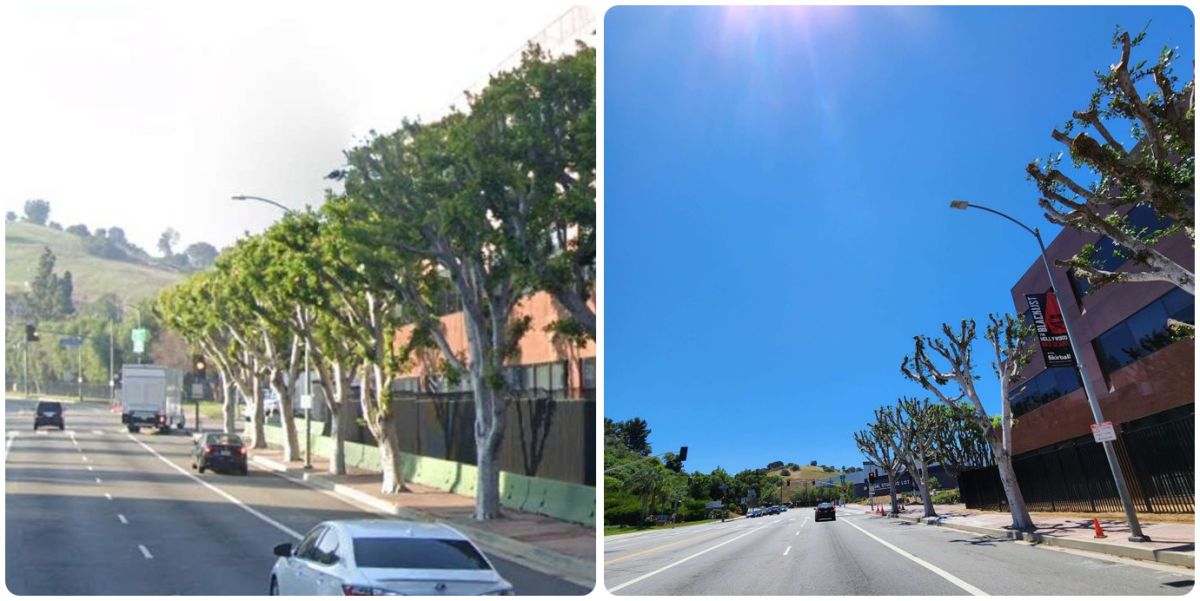 ▲好萊塢演員編劇罷工如火如荼進行中，環球影業被指控故意修剪路樹減少遮蔭，讓抗議者曝曬，洛杉磯政府將調查。圖為路樹修剪前後的對照圖。（圖／翻攝自@lacontroller推特）