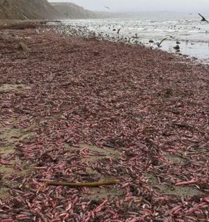 ▲在2019年時，在美國加州北部的德瑞克海灘（Drake's Beach），也曾出現大量「陰莖魚」被沖刷上海灘，大量海鳥在現場覓食的驚人奇景。（圖／IG@baynaturemagazine）