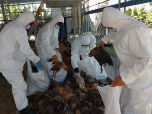 屏東鹽埔鄉養雞場雞確染H5N1禽流感　撲殺1萬多隻土雞
