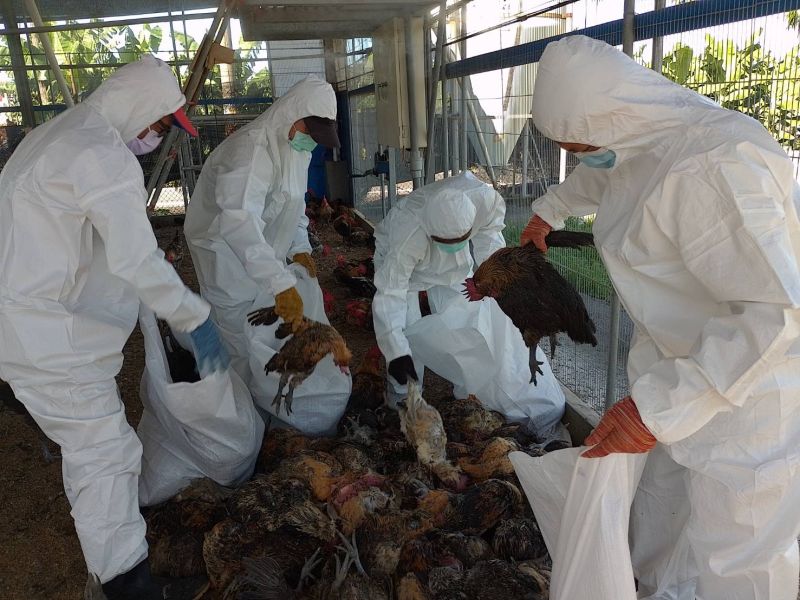 ▲屏東鹽埔鄉養雞場雞確染禽流感，撲殺11,661隻土雞。（圖／記者莊全成翻攝）