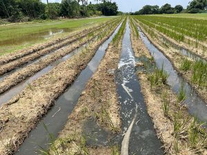 台南市推廣沼液沼渣農地肥分使用政策,施灌農地作物主要以狼尾草、飼料玉米及青割玉米為主 ▲台南市推廣沼液沼渣農地肥分使用政策,施灌農地作物主要以狼尾草、飼料玉米及青割玉米為主(圖/台南市環保局提供)