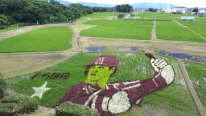 家鄉的榮耀！日本岩手縣種「大谷翔平田」　每月1天是大谷日超瘋
