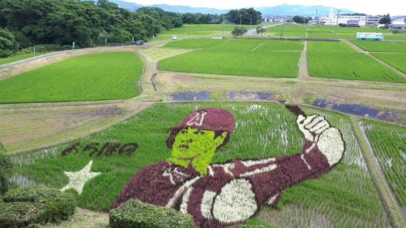 家鄉的榮耀！日本岩手縣種「大谷翔平田」　每月1天是大谷日超瘋