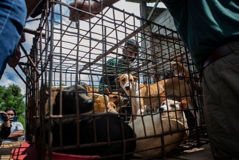 ▲隨著動物權利意識逐漸提高，韓國計劃禁止食用狗肉，終結這項古老習俗帶來的爭議。圖為印尼蘇拉威西島一處販賣狗肉的動物市場。（圖／美聯社／達志影像）
