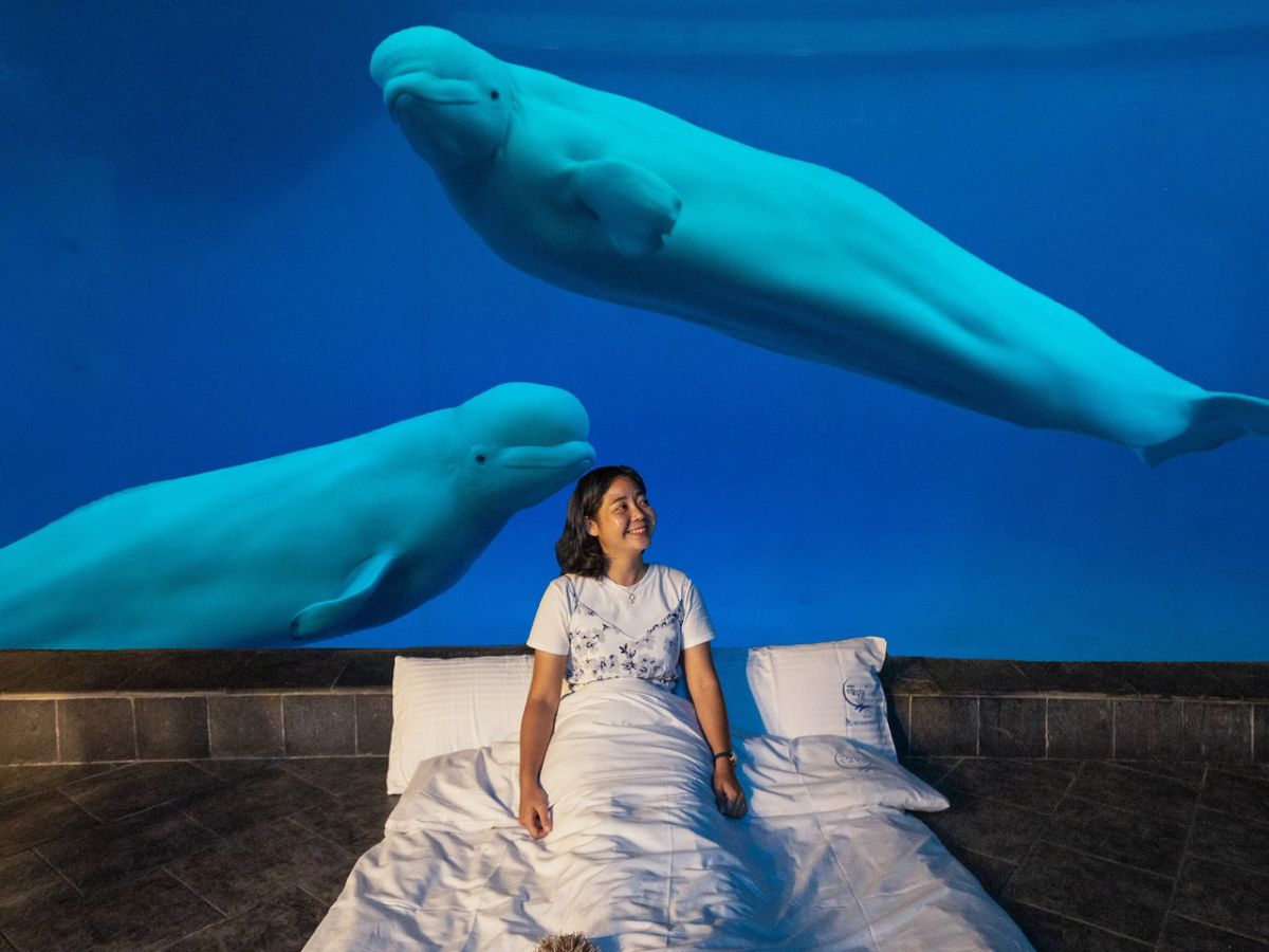  ▲屏東海生館7月26日至28日推出限時三天搶購的夜宿海生館限時優惠。（圖／屏東海生館提供）