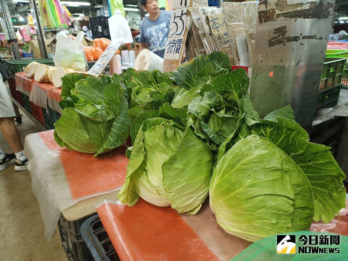 ▲高麗菜盛產，雲林產地有菜農日前開放自採，一顆10元，2000顆火速被採光。（示意圖／記者許若茵攝）