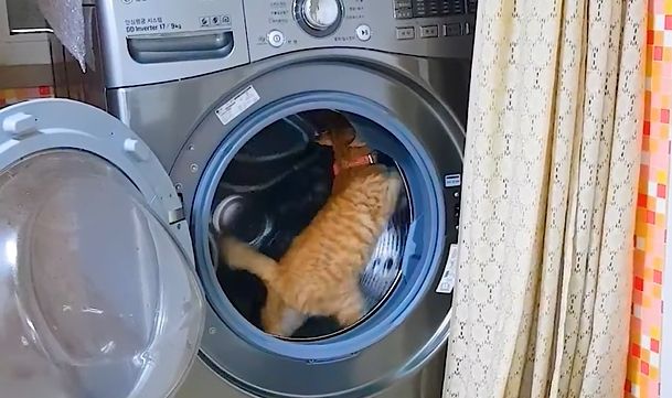 ▲橘貓在滾筒洗衣機裡跑呀跑。（圖／翻攝Molly臉書）