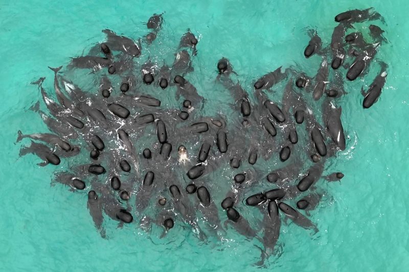 ▲約100頭領航鯨25日被發現擱淺在澳洲一處海灘，從上空俯瞰彷彿呈現心型。（圖／美聯社／達志影像）
