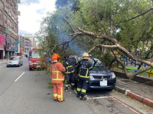 中颱杜蘇芮挾強風！新北板橋路樹被吹倒　1人路過遭砸、2車被壓損
