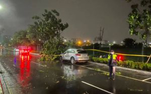 高雄緊急宣布停班課！強風狂吹多處路樹倒塌　砸中保時捷休旅車
