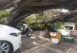 杜蘇芮颱風離境！高雄人行道路樹倒塌　壓爛汽機車、2人受傷送醫
