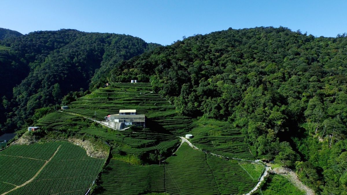▲梨山古邁茶園(圖／古邁茶園提供2023.7.29)
