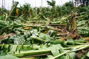 杜蘇芮颱風屏東農損超過千萬　周春米籲立即陳報救助

