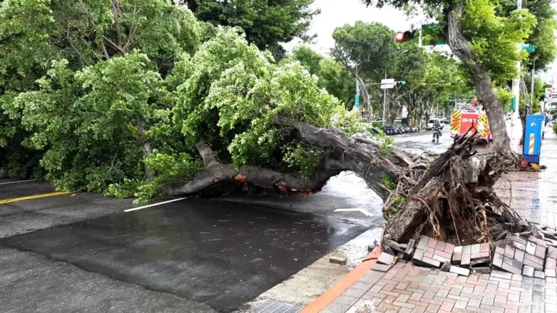▲台北士林區一棵路樹，遭強風吹落倒地。（圖／翻攝畫面）
