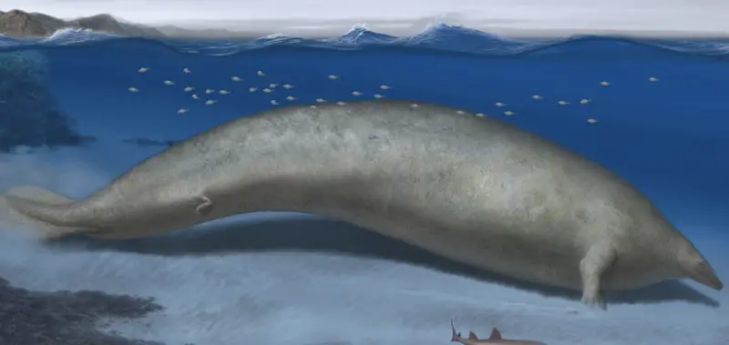 ▲秘魯巨鯨（Perucetus colossus）最重達340公噸，是目前地球上已知最重的哺乳動物。（圖／翻攝自Nature）