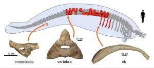 ▲秘魯巨鯨的骨頭相當縝密，被稱為「厚骨硬化症」（pachyosteosclerosis）。（圖／翻攝自Nature）