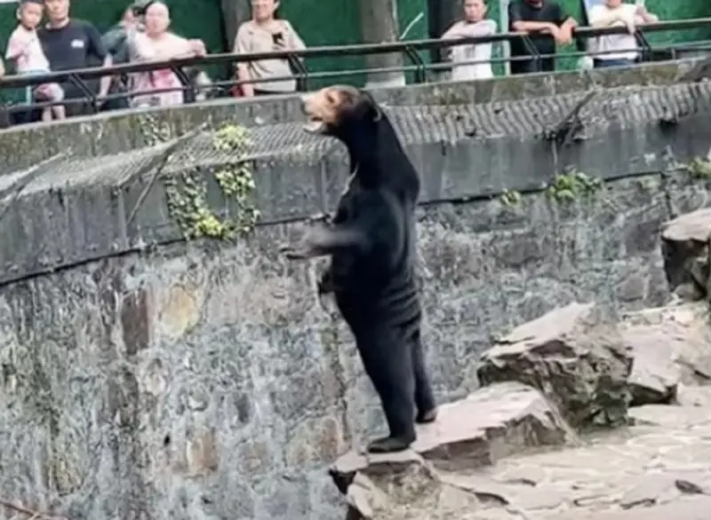 ▲中國杭州動物園馬來熊「安吉拉」站得直挺挺的畫面，在網路上爆紅，被質疑是由工作人員假扮。（圖／翻攝自微博）