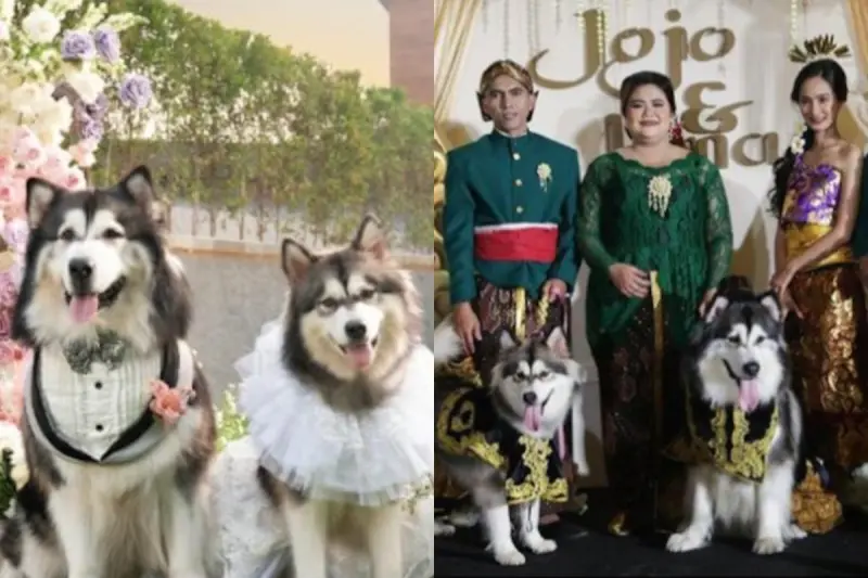 ▲印尼有錢人近期幫家裡養的阿拉斯加雪橇犬舉辦婚禮，耗資42萬元，比部份當地民眾的婚禮都貴，引起當地人熱議。（圖／翻攝自臉書）