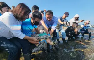 海龜玳瑁擱淺八斗子漁港　2個月後復原野放基隆潮境保育區
