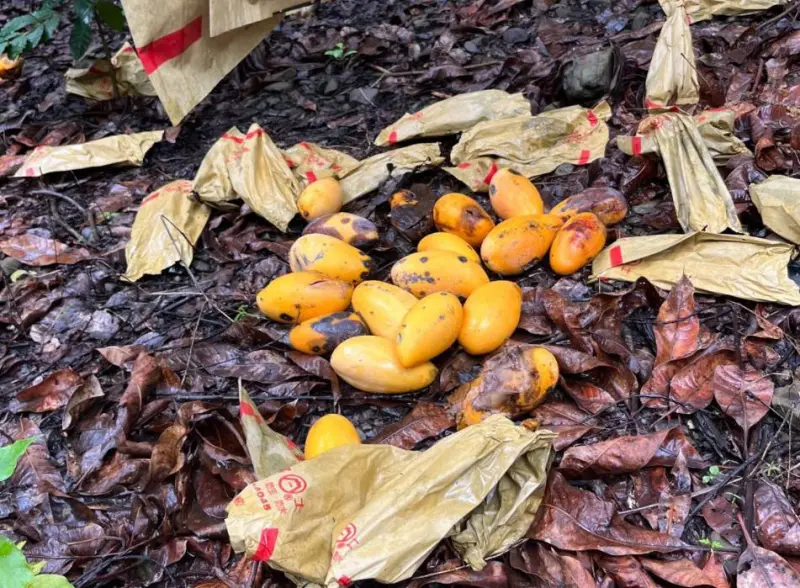 ▲受到卡努颱風影響，高雄山區出現豪雨甚至大豪雨，導致改良種芒果受損嚴重。高市府成功爭取桃源區及六龜區農產業天然災害現金救助及低利貸款項目。（圖／高市府農業局提供）