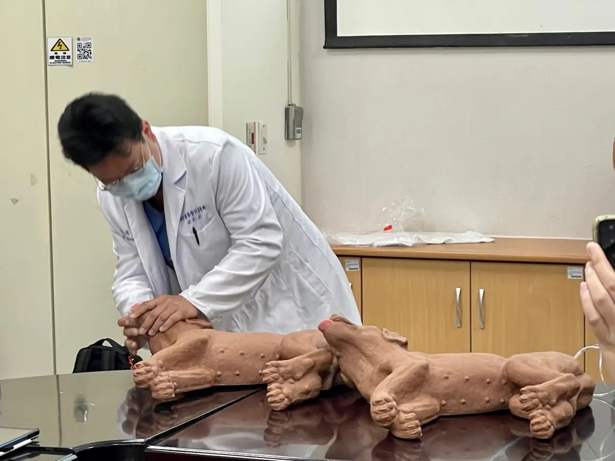 ▲台灣運動安全急救協會秘書長徐嘉鴻醫師示範寵物CPR操作。（圖 ／新北市政府動物保護防疫處提供）