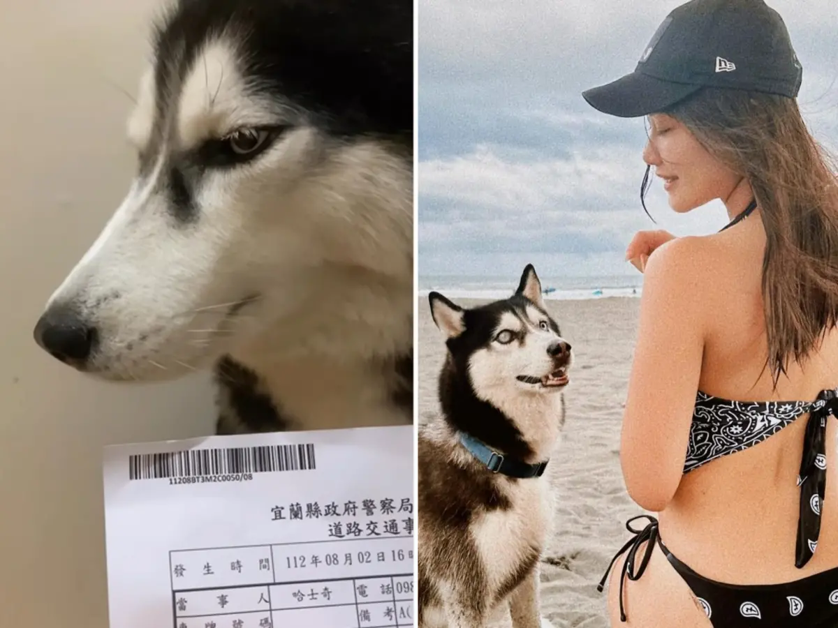 ▲哈士奇「Yuma」日前趁正妹主人不注意時偷溜出門，造成汽機車追撞事故，被抓進警局做筆錄。（圖／IG_illillillillillili）