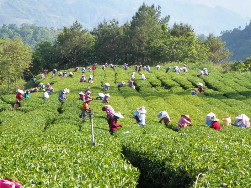 ▲張三我茶莊以台灣高山紅茶奪國際金獎。（圖 ／張巍騰提供）