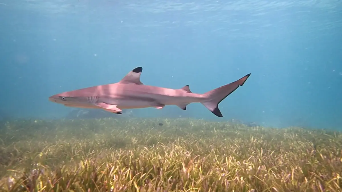 ▲超過四分之三（76%）的台灣人，希望在旅行時能冒險「走出舒適圈」，旅遊平台Booking.com精選6個「與鯊魚共游」行程，挑戰大家的膽量。旅遊電商奧丁丁也推出「秘境探險」行程。（圖／Booking.com提供）