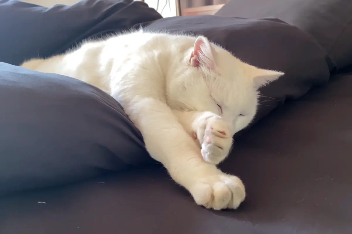 ▲日本YouTuber「Yama Q」於2020年入住千葉一間凶宅，並持續用鏡頭記錄生活，用影片寫下自己的凶宅日記。但在收編了一隻流浪小白貓後，屋內的怪事就好陣子不再發生，讓網友嘖嘖稱奇。（圖／翻攝自Yama Q的YouTube頻道）